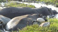 Bootsfahrt auf dem Chobe - Hippos, Waffenkiebitz, Heiliger Ibis, Graureiher