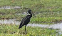 Bootsfahrt auf dem Chobe - Klaffschnabel