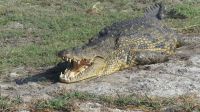 Bootsfahrt auf dem Chobe - Krokodil