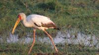 Bootsfahrt auf dem Chobe - Nimmersatt