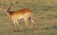 Bootsfahrt auf dem Chobe - Red Letschwe