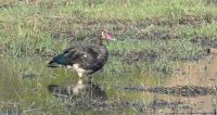 Bootsfahrt auf dem Chobe - Sporengans