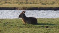 Bootsfahrt auf dem Chobe - Wasserböckchen
