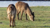 Bootsfahrt auf dem Chobe - Wasserböcke