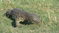Bootsfahrt auf dem Chobe - Wasserwaran