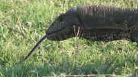 Bootsfahrt auf dem Chobe - Wasserwaran