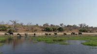 Bootsfahrt auf dem Chobe - und natürlich Elefanten