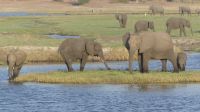 Bootsfahrt auf dem Chobe 