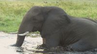 Bootsfahrt auf dem Chobe 