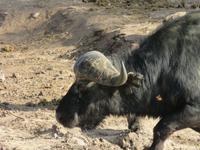 Bootsfahrt auf dem Chobe-River -  Wasserbüffel