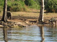 Bootsfahrt auf dem Chobe-River - Elefant und Wasserbüffel