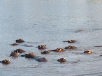 Bootsfahrt auf dem Chobe-River - Flusspferde