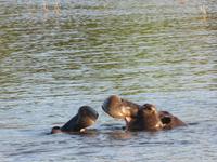 Bootsfahrt auf dem Chobe-River - Flusspferde
