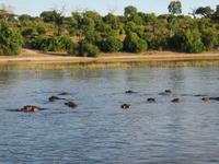 Bootsfahrt auf dem Chobe-River - Flusspferde