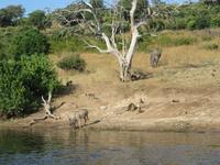 Bootsfahrt auf dem Chobe-River - Kudu, Elefant, Paviane