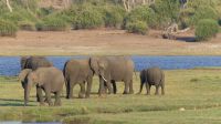 Bootsfahrt auf dem Chobe