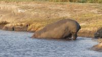 Bootsfahrt auf dem Chobe