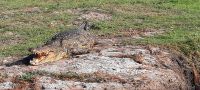 Bootsfahrt auf dem Chobe