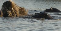 Bootsfahrt auf dem Kwando - Hippo-Rolle
