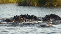 Bootsfahrt auf dem Kwando - Hippo-Sperre