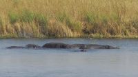 Bootsfahrt auf dem Kwando - Hippo-Sperre