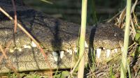Bootsfahrt auf dem Kwando - big croc