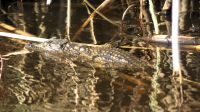 Bootsfahrt auf dem Kwando - little croc