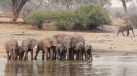 Bootsfahrt auf dem Okavango - Elefanten