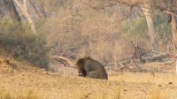 Bootsfahrt auf dem Okavango - Film ab 18