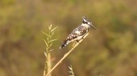 Bootsfahrt auf dem Okavango - Graufischer