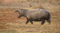 Bootsfahrt auf dem Okavango - Hippo außer sich