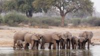 Bootsfahrt auf dem Okavango - und Elefanten