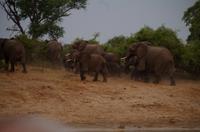 Bootsfahrt auf dem Okawango - Elefantentreffen