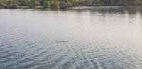 Bootsfahrt auf dem Sambesi River