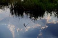 Bootsfahrt im Kwando-Delta -  verkehrte Welt