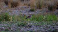 Bootsfahrt im Kwando-Delta - komischer Vogel