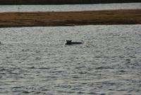 Bootssafari.J