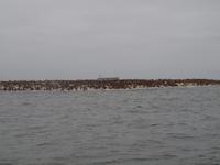 Bootstour Walvisbay - Seebärkolonie