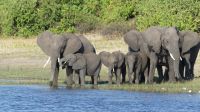 Bootstour auf dem Chobe