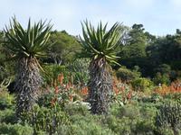 Botanischer Garten Kirstenbosch