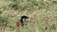 Botswana - Bootsfahrt auf dem Chobe - Angola Kuckuck