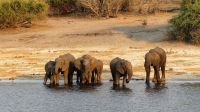 Botswana - Bootsfahrt auf dem Chobe - Elefanten Bar