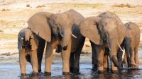 Botswana - Bootsfahrt auf dem Chobe - Elefanten Bar