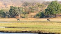 Botswana - Bootsfahrt auf dem Chobe - Elefanten in Sicht
