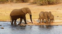 Botswana - Bootsfahrt auf dem Chobe - Elefantenherde wieder vereint