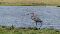 Botswana - Bootsfahrt auf dem Chobe - Goliathreiher