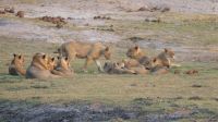 Botswana - Bootsfahrt auf dem Chobe - Gruppenkuscheln