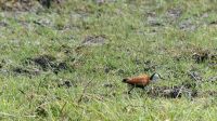 Botswana - Bootsfahrt auf dem Chobe - Jacana