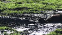 Botswana - Bootsfahrt auf dem Chobe - Lebenskreislauf