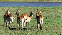 Botswana - Bootsfahrt auf dem Chobe - Rote Moorantilopen